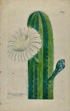 Una planta de cactus en flor: Grabado botánico coloreado a mano del siglo XVIII por Weinmann