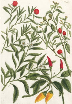 Chili Pepper Plant Engraving