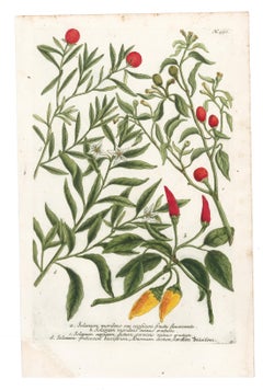 Chili Pepper Plant Engraving