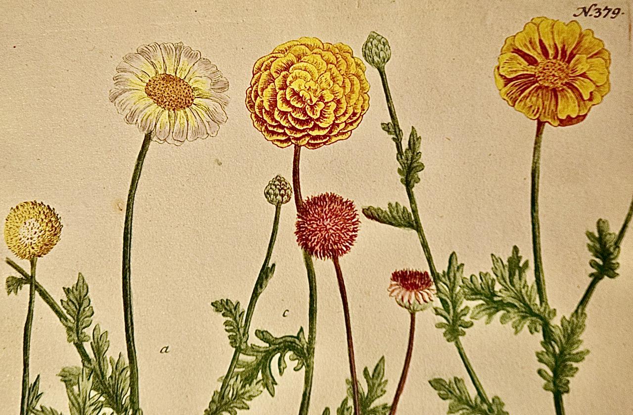 Chrysanthème : une gravure botanique du 18e siècle colorée à la main par J. Weinmann en vente 1