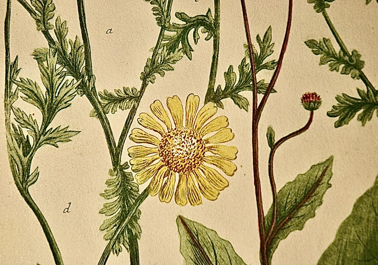 Chrysanthème : une gravure botanique du 18e siècle colorée à la main par J. Weinmann en vente 2