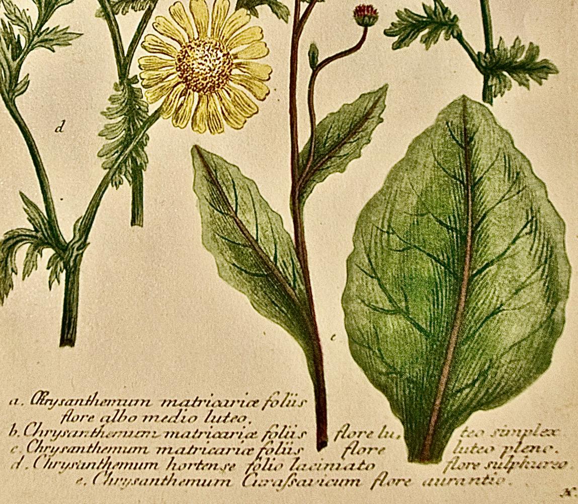 Chrysanthème : une gravure botanique du 18e siècle colorée à la main par J. Weinmann en vente 3