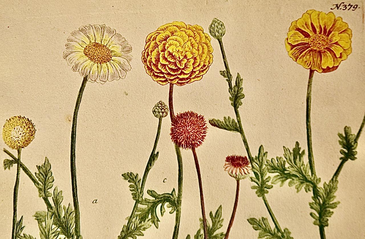 Chrysanthème : une gravure botanique du 18e siècle colorée à la main par J. Weinmann - Naturalisme Print par Johann Wilhelm Weinmann