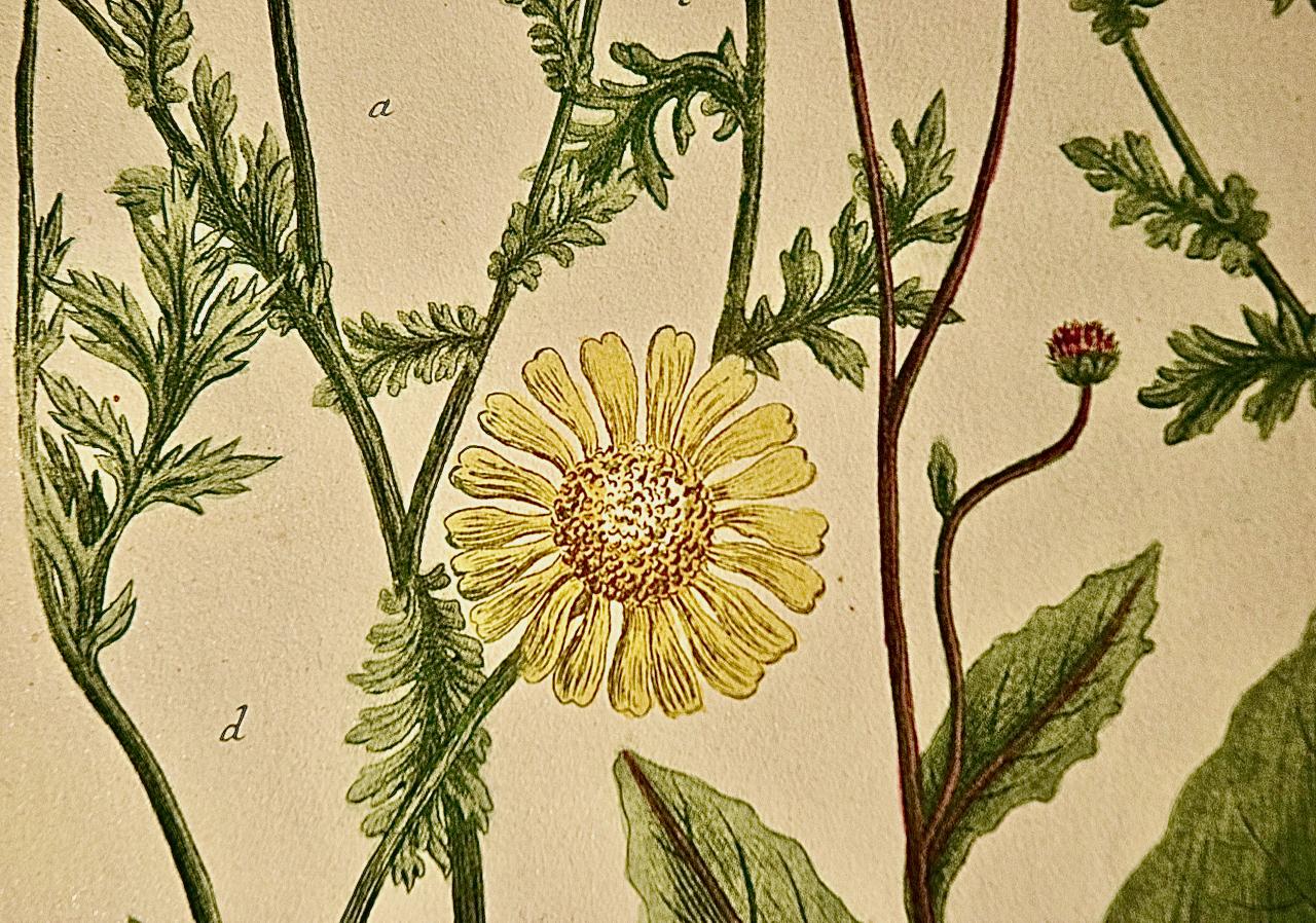 Chrysanthème : une gravure botanique du 18e siècle colorée à la main par J. Weinmann - Beige Landscape Print par Johann Wilhelm Weinmann