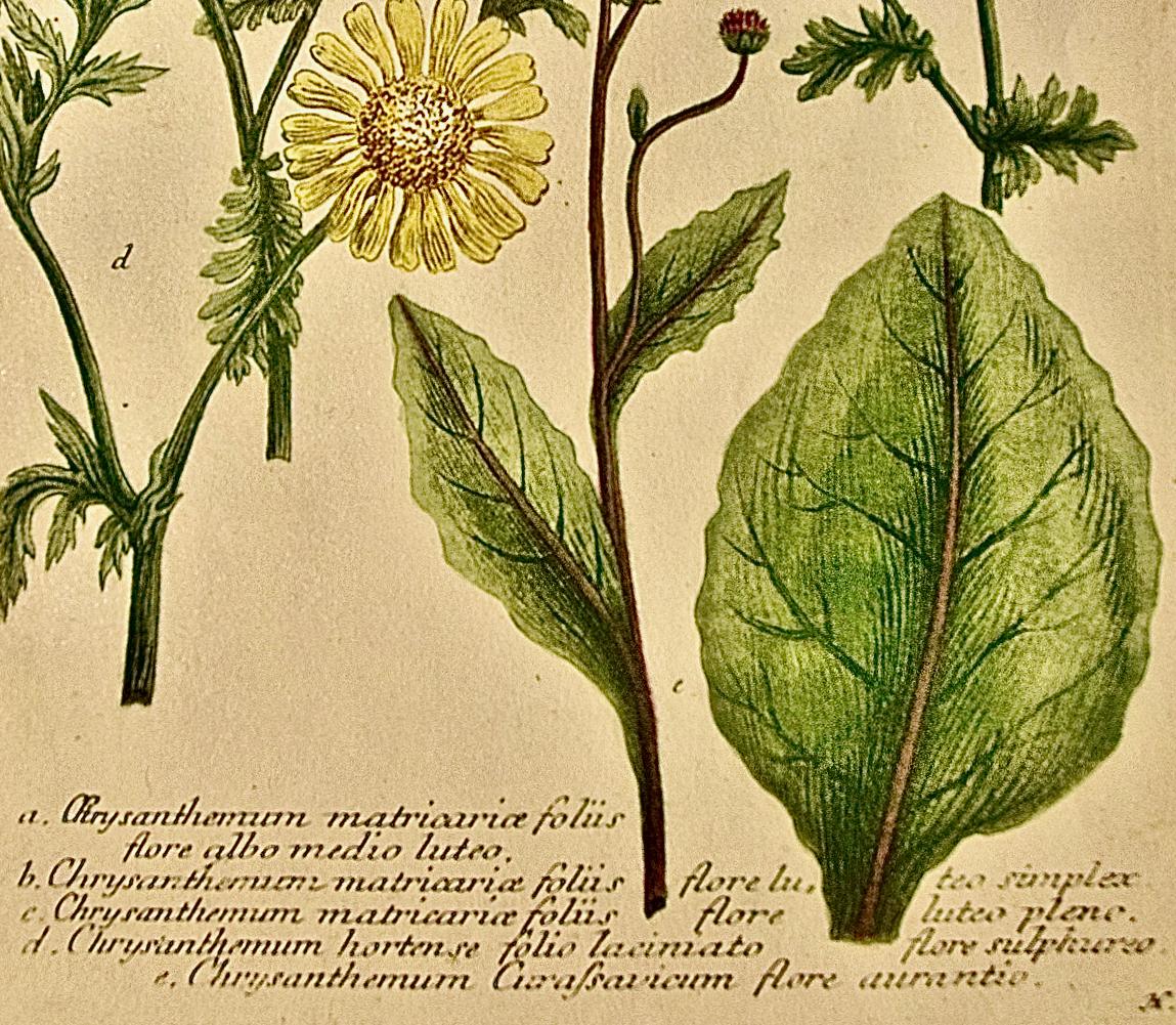 Il s'agit d'une gravure botanique ancienne, colorée à la main, en mezzotinte et au trait, représentant des plantes de Chrysanthemum matricaria en fleurs. Elle est intitulée 