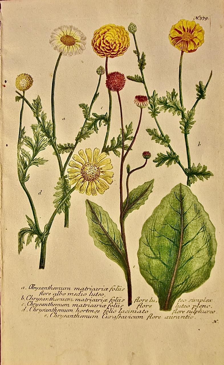 Chrysanthème : une gravure botanique du 18e siècle colorée à la main par J. Weinmann - Print de Johann Wilhelm Weinmann