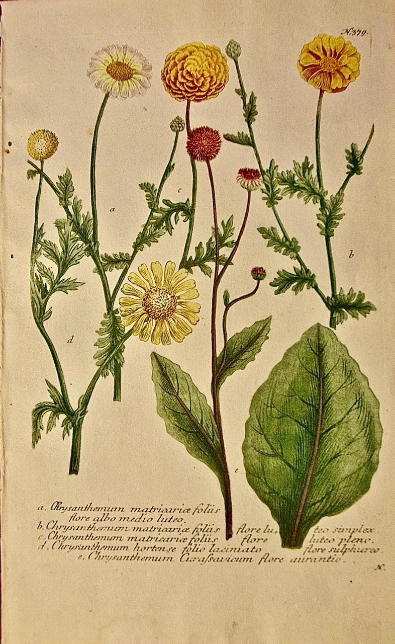 Crisantemo: Un grabado botánico coloreado a mano del siglo XVIII por J. Weinmann