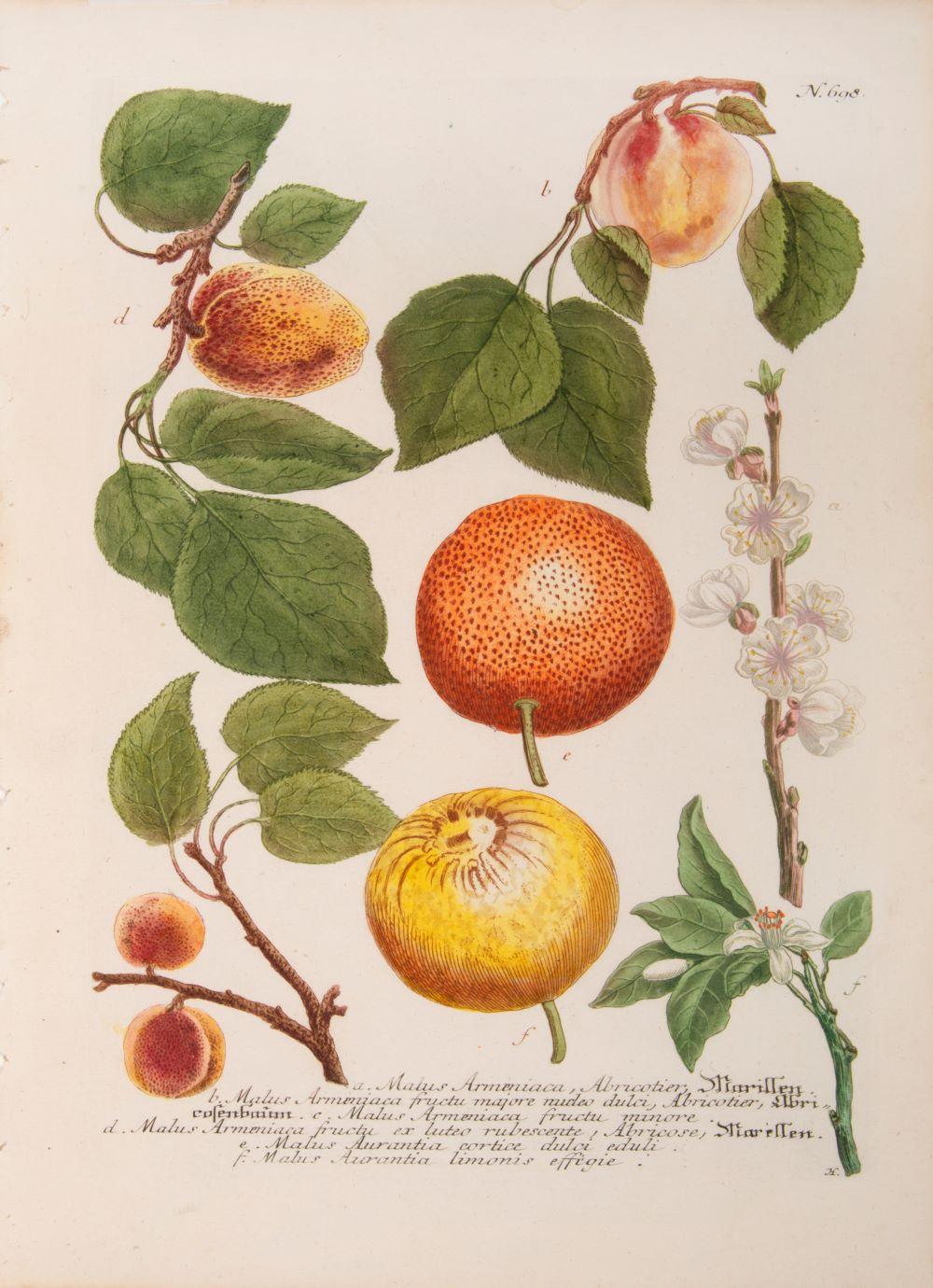 Zitrusfrüchte und Aprikosen  – Print von Johann Wilhelm Weinmann
