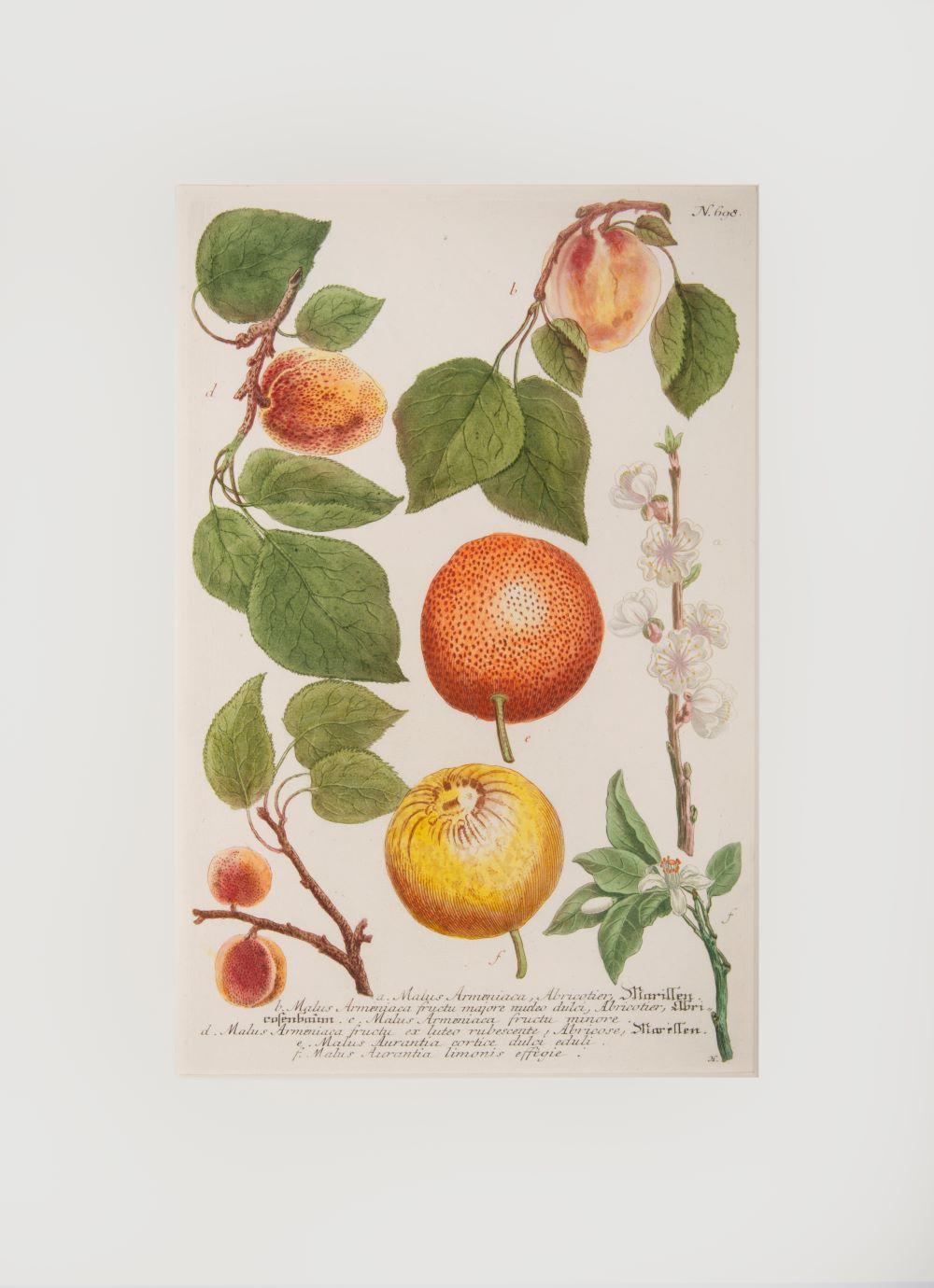 Johann Wilhelm Weinmann Figurative Print – Zitrusfrüchte und Aprikosen 