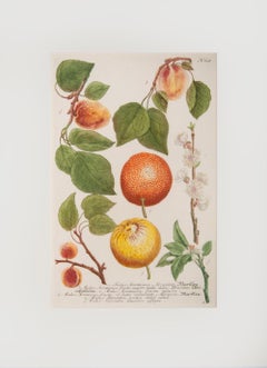 Antique Citrus and Apricots 