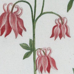 „Columbines Pl.162“, Original Mezzotinto von J.W. Weinmann, Weinmann