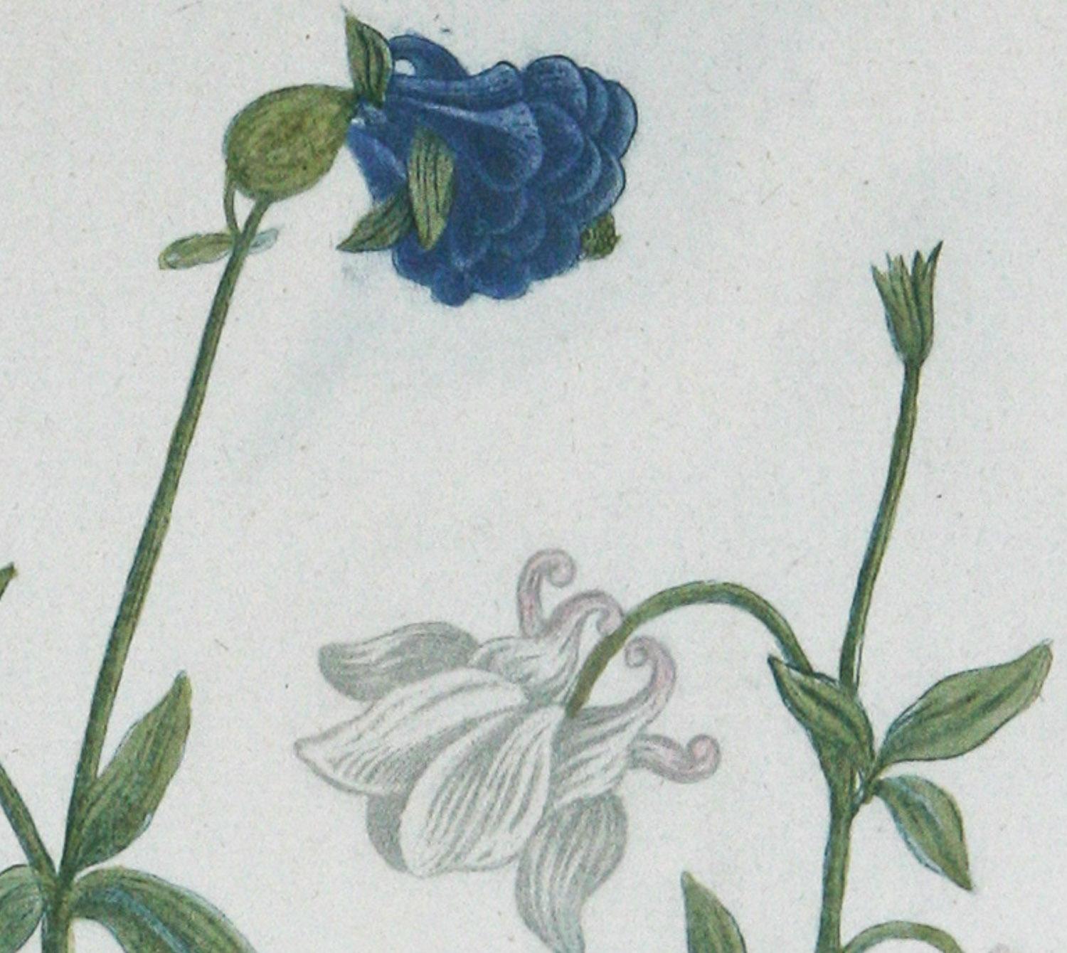 „Columbines Pl.162“, Original Mezzotinto von J.W. Weinmann, Weinmann (Sonstige Kunststile), Print, von Johann Wilhelm Weinmann