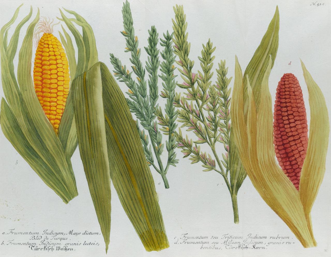 Corn, Maize: Eine handkolorierte botanische Gravur des 18. Jahrhunderts von J. Weinmann – Print von Johann Wilhelm Weinmann