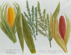 Corn, Maize: An 18th Century Hand-colored Botanical Engraving by J. Weinmann