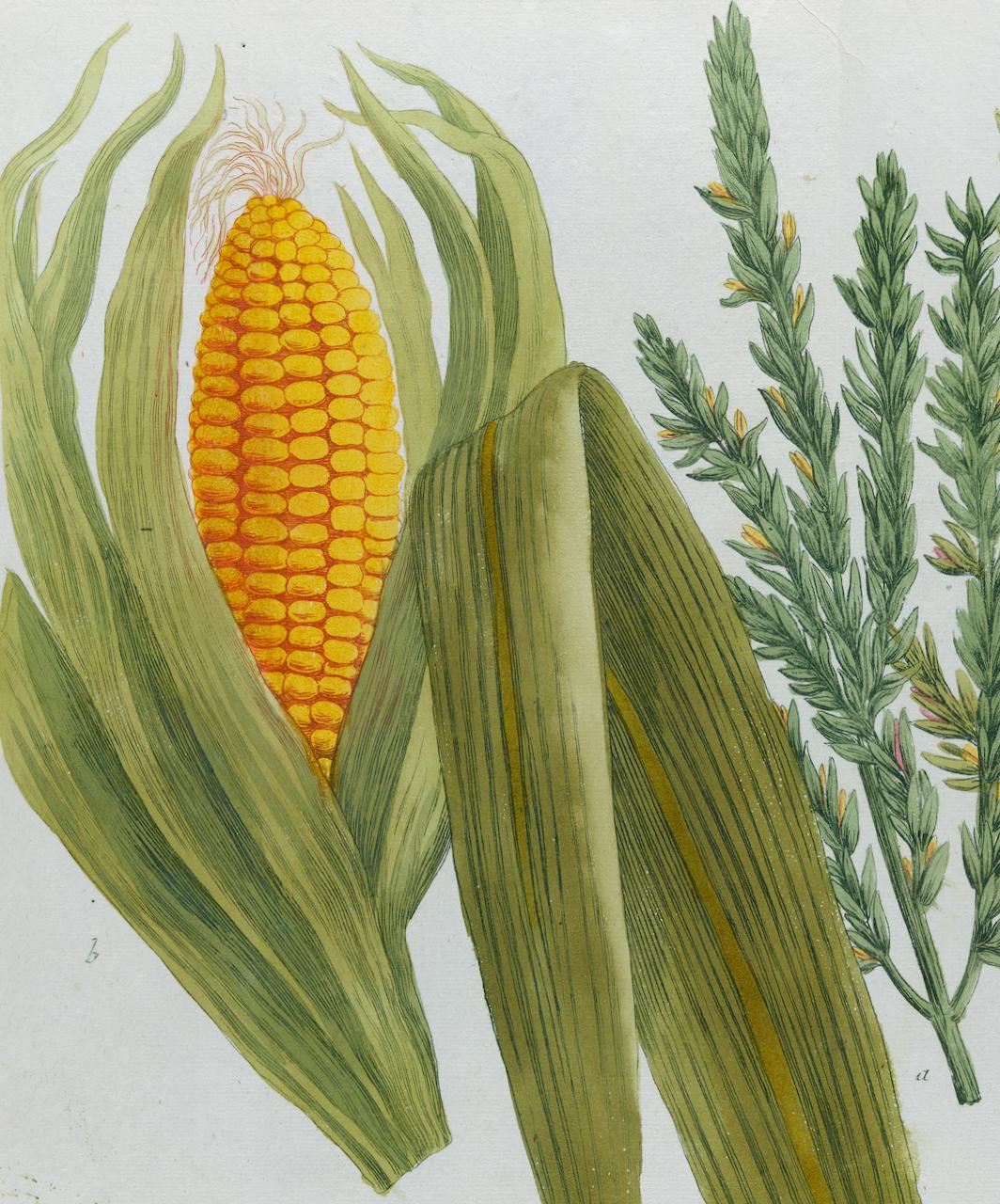 Corn, Maize: Eine handkolorierte botanische Gravur des 18. Jahrhunderts von J. Weinmann (Naturalismus), Print, von Johann Wilhelm Weinmann