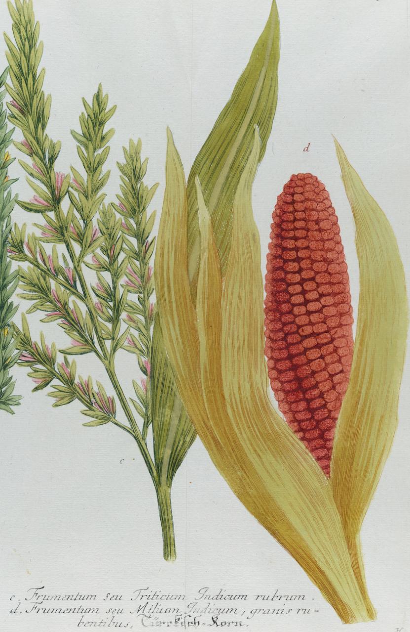 This is a striking original antique colored botanical mezzotint and line engraving of two varieties of corn or maize, which is finished with hand-coloring. It is entitled 