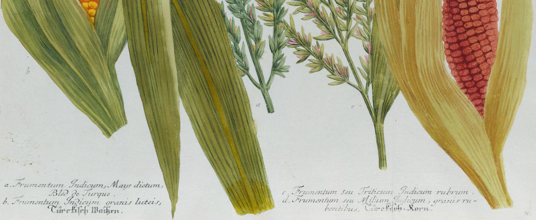 Corn, Maize: An 18th Century Hand-colored Botanical Engraving by J. Weinmann For Sale 1