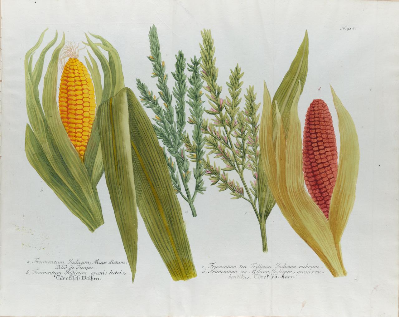 Johann Wilhelm Weinmann Still-Life Print - Corn, Maize: An 18th Century Hand-colored Botanical Engraving by J. Weinmann
