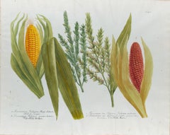 Corne, maize : une gravure botanique du 18e siècle colorée à la main par J. Weinmann