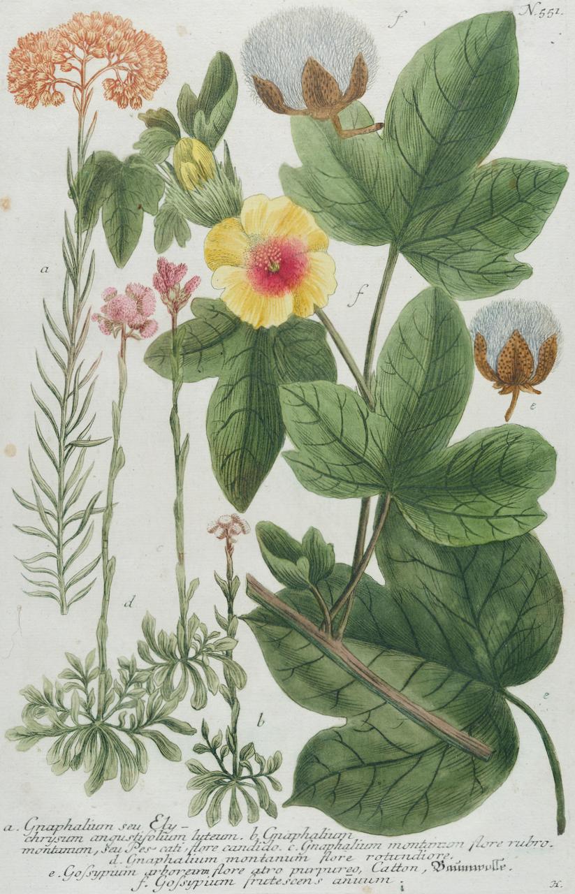 Baumwollpflanzgefäß aus Baumwolle: Eine handkolorierte botanische Gravur aus dem 18. Jahrhundert von J. Weinmann – Print von Johann Wilhelm Weinmann