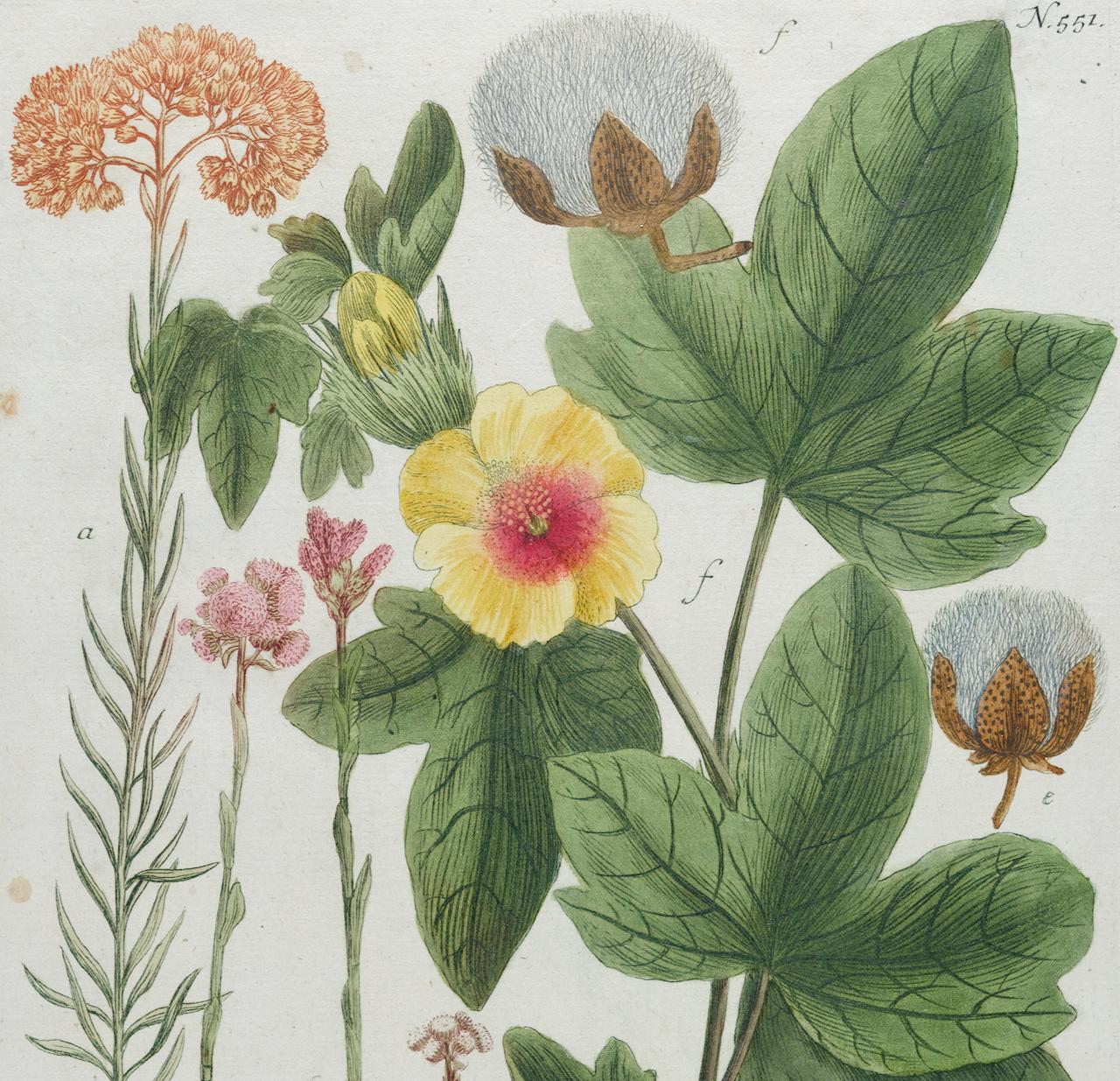 Baumwollpflanzgefäß aus Baumwolle: Eine handkolorierte botanische Gravur aus dem 18. Jahrhundert von J. Weinmann (Naturalismus), Print, von Johann Wilhelm Weinmann