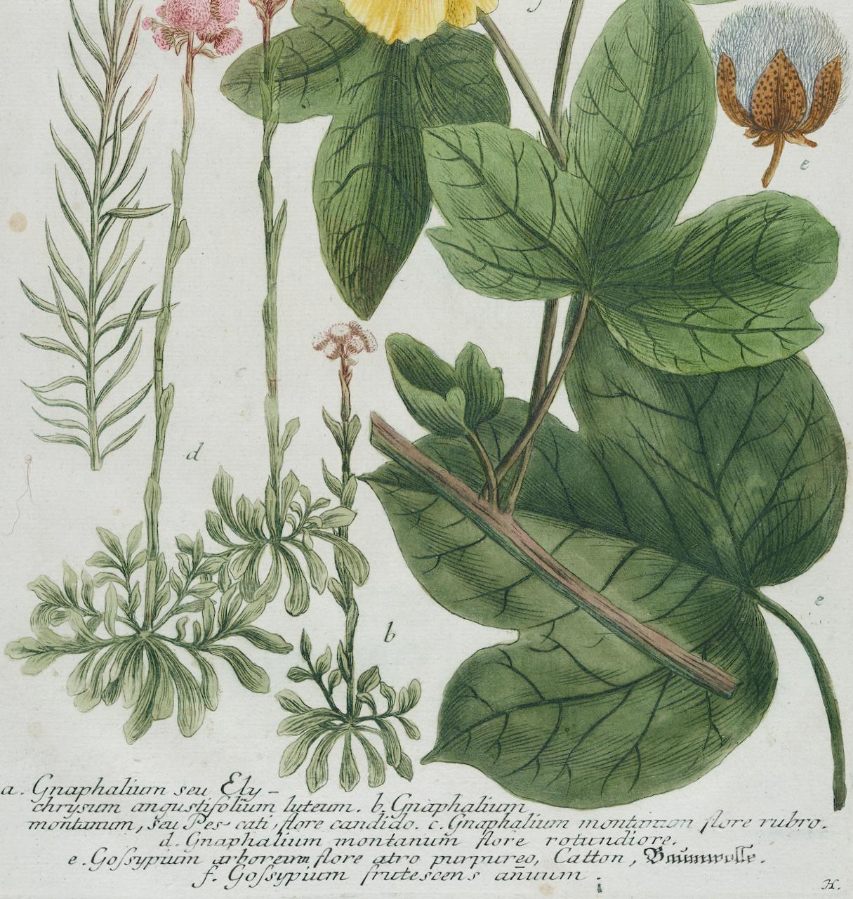 Dieser auffallende handkolorierte botanische Schabkunst- und Strichstich trägt den Titel 