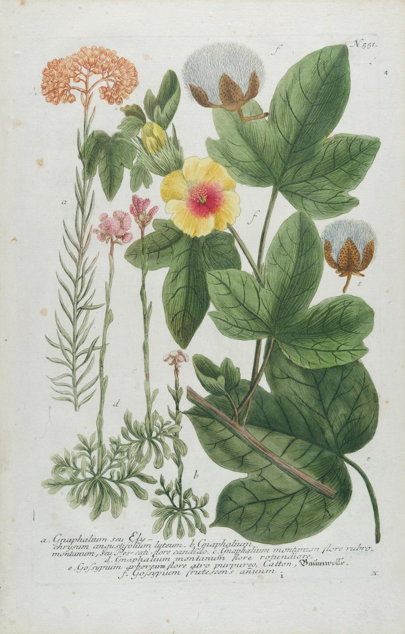 Johann Wilhelm Weinmann Still-Life Print - Cotton Plant: An 18th Century Hand-colored Botanical Engraving by J. Weinmann