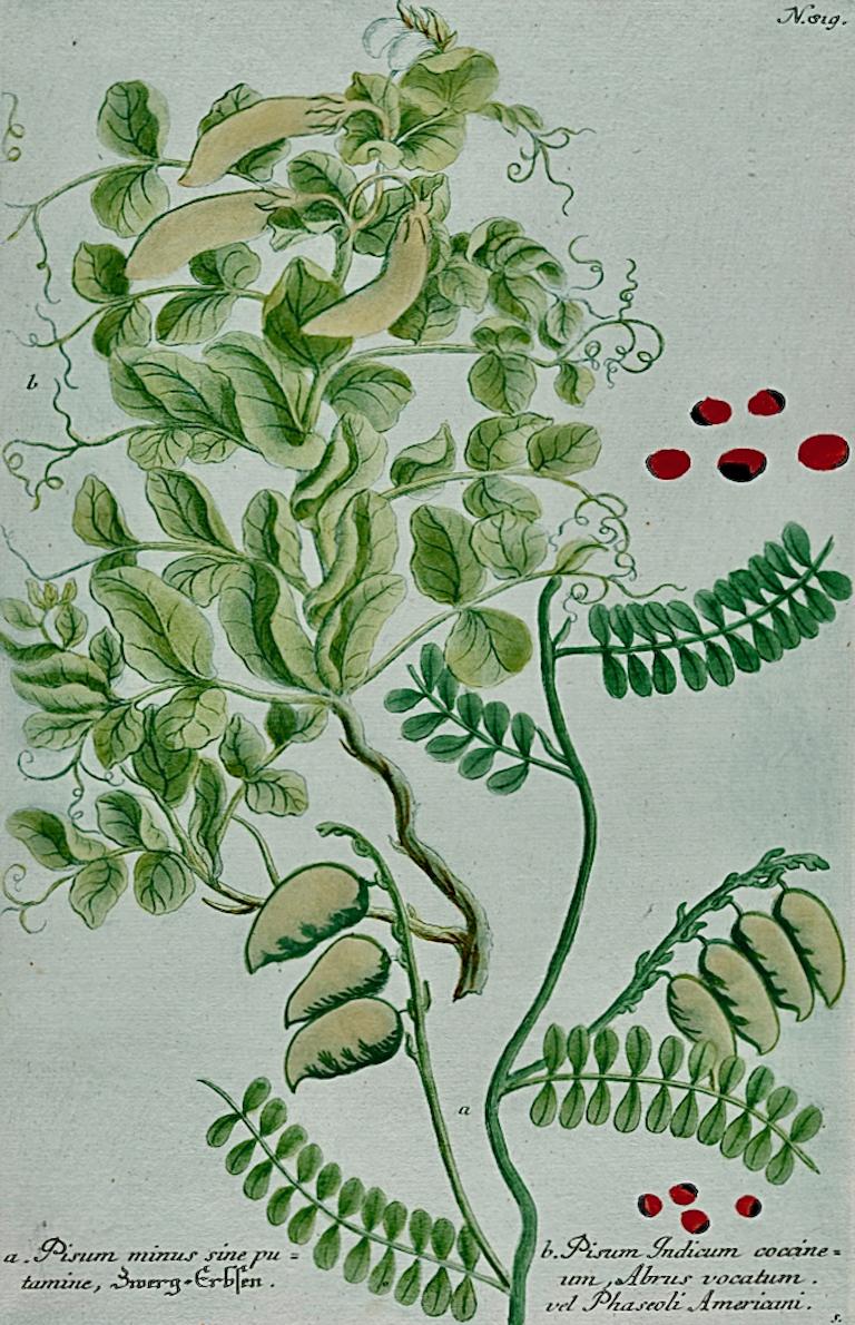 Cultivated Pea Plants: An 18th C. Hand-colored Botanical Engraving by Weinmann - Print by Johann Wilhelm Weinmann