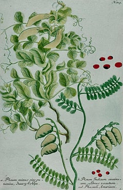 Plantes de pois cultivées : Gravure botanique du 18e C. colorée à la main par Weinmann.