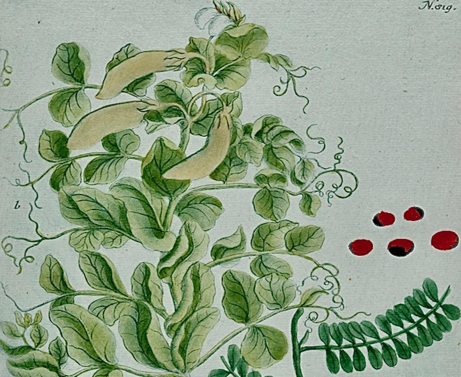 Cultivated Pea Plants: An 18th C. Hand-colored Botanical Engraving by Weinmann - Naturalistic Print by Johann Wilhelm Weinmann