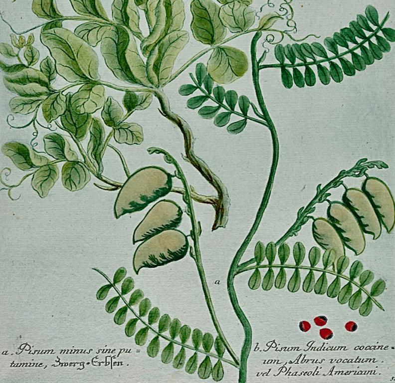 Cultivated Pea Plants: An 18th C. Hand-colored Botanical Engraving by Weinmann - Gray Still-Life Print by Johann Wilhelm Weinmann