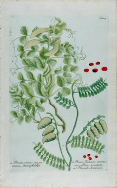 Piante di piselli coltivate: Incisione botanica colorata a mano di Weinmann del 18° C.