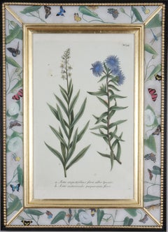Eighteenth century botanical engraving set in a  decalcomania frame.