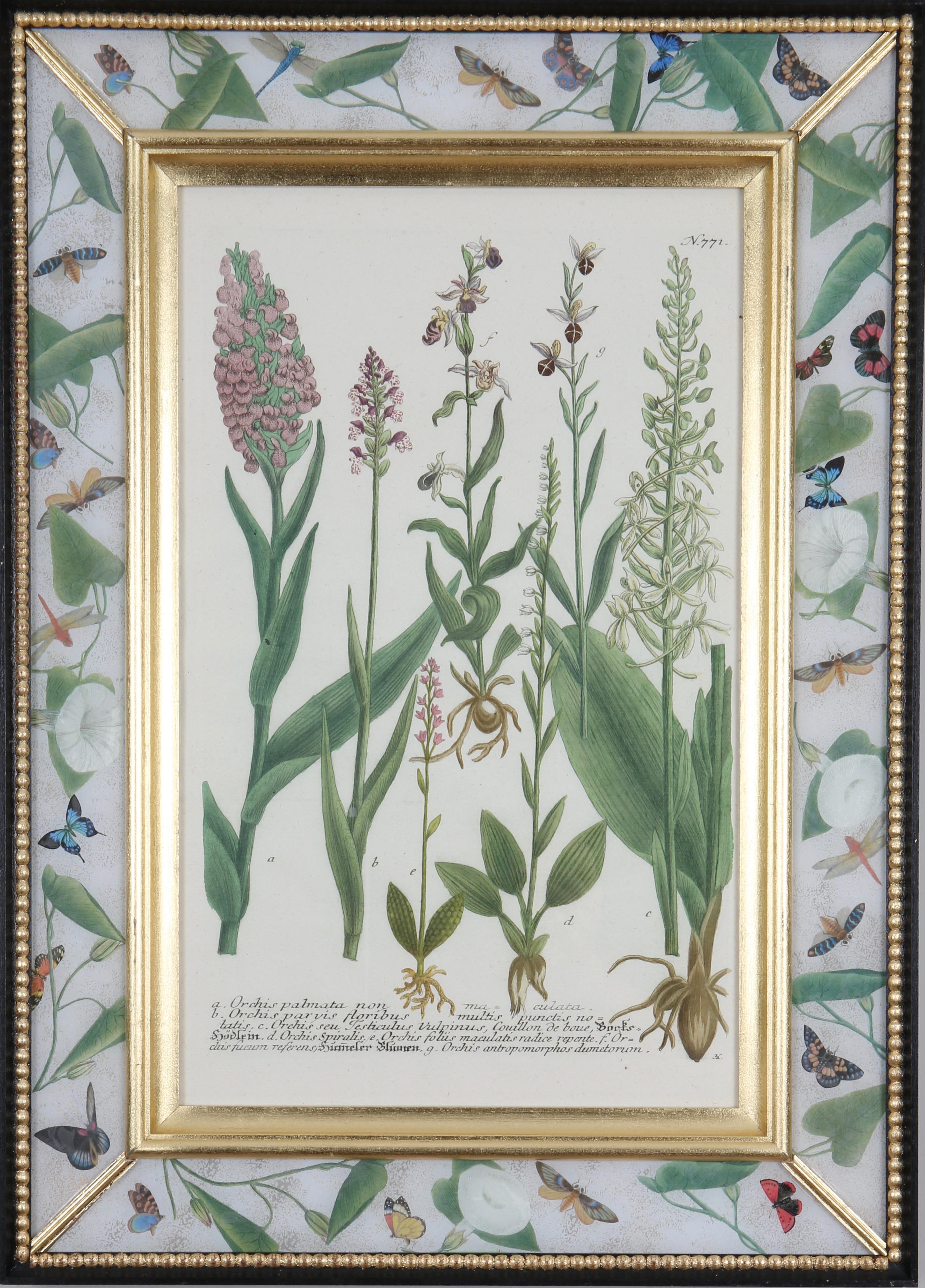 Johann Wilhelm Weinmann Figurative Print - Eighteenth century botanical engraving set in a decalcomania frame