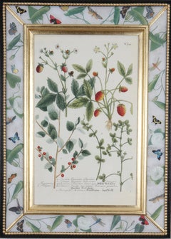 Eighteenth century botanical engraving set in a decalcomania frame.