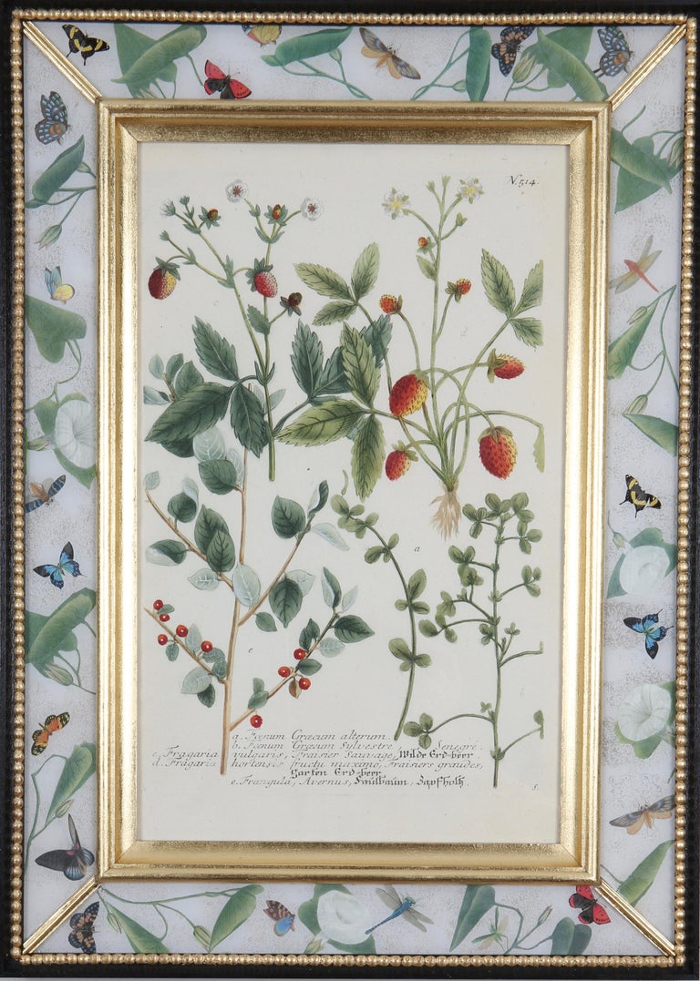 Johann Wilhelm Weinmann Figurative Print - Eighteenth century botanical engraving set in a decalcomania frame.