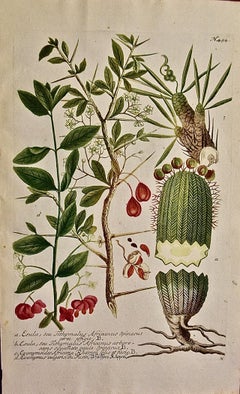 Euforbia in fiore: incisione botanica colorata a mano del XVIII secolo di J. Weinmann