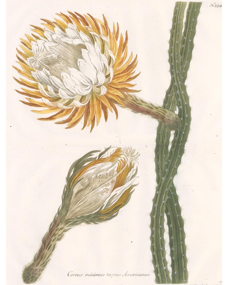 Flowering Cactus Engraving - Print by Johann Wilhelm Weinmann
