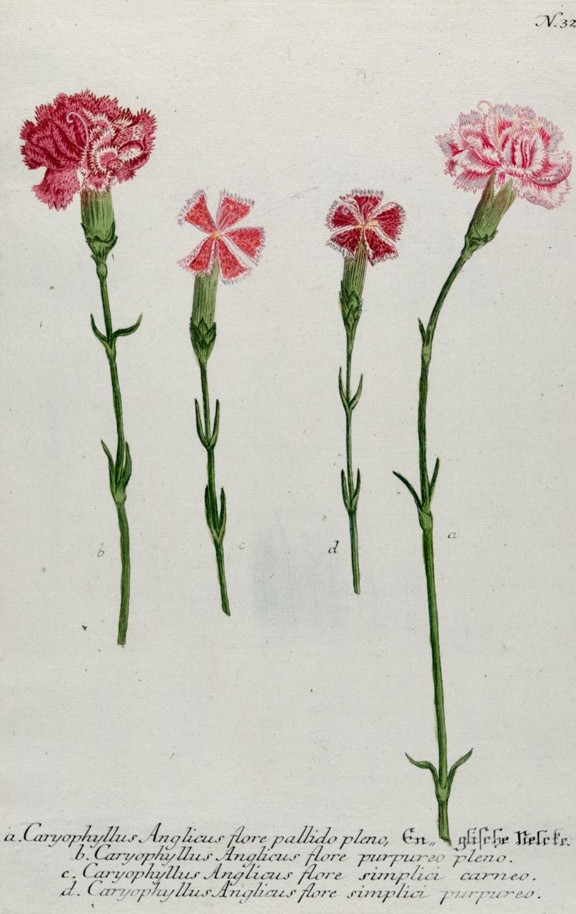 Flowering Carnation Plant: 18th C. Hand-colored Botanical Engraving by Weinmann - Print by Johann Wilhelm Weinmann