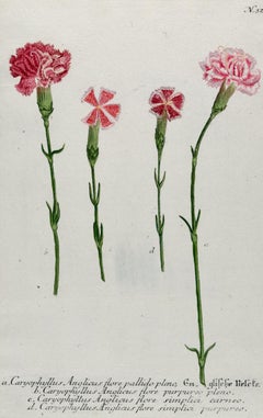 Flowering Carnation Plant: 18th C. Hand-colored Botanical Engraving by Weinmann