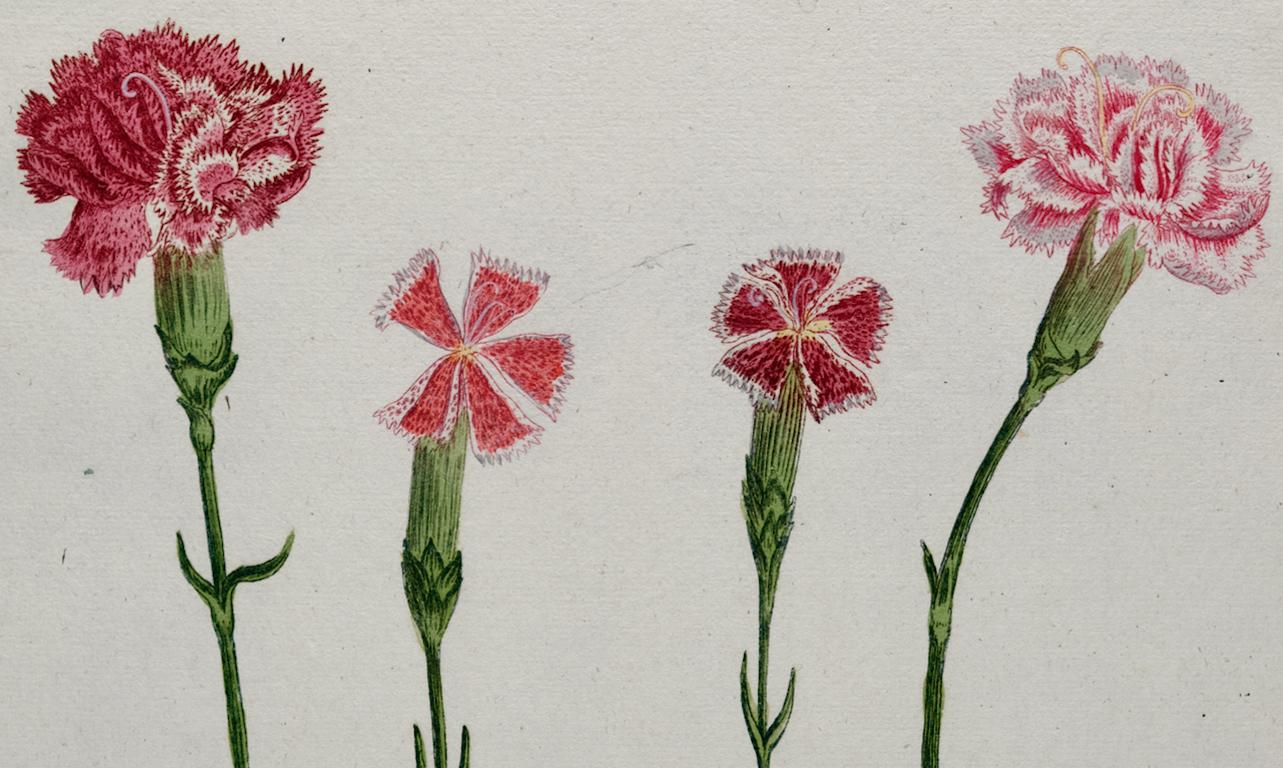Flowering Carnation Plant: 18th C. Hand-colored Botanical Engraving by Weinmann - Naturalistic Print by Johann Wilhelm Weinmann