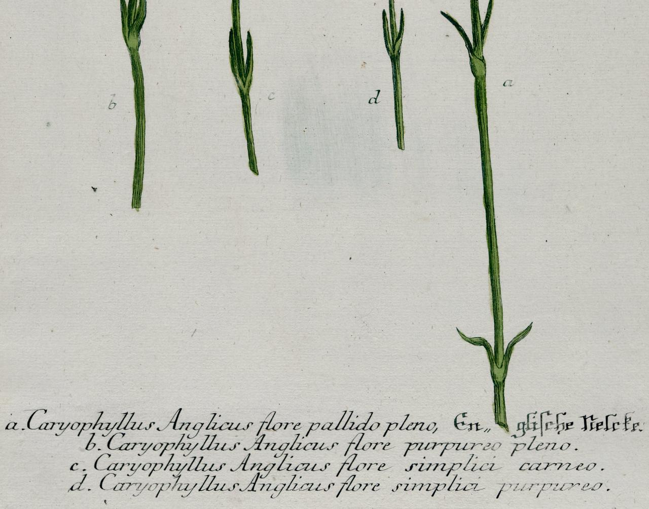 Flowering Carnation Plant: 18th C. Hand-colored Botanical Engraving by Weinmann - Gray Still-Life Print by Johann Wilhelm Weinmann