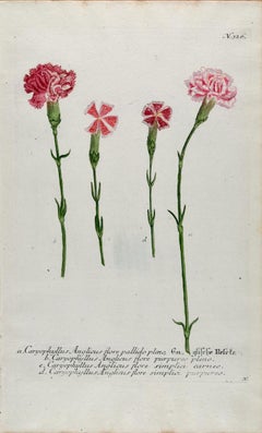Clavel en flor: Grabado botánico coloreado a mano del siglo XVIII por Weinmann