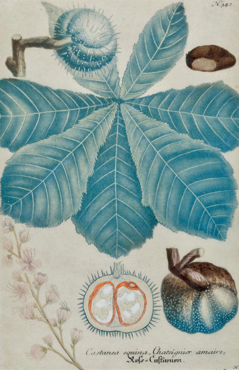 Jardinière de châtaignier en fleurs : gravure botanique colorée à la main du 18e siècle par Weinmann - Print de Johann Wilhelm Weinmann