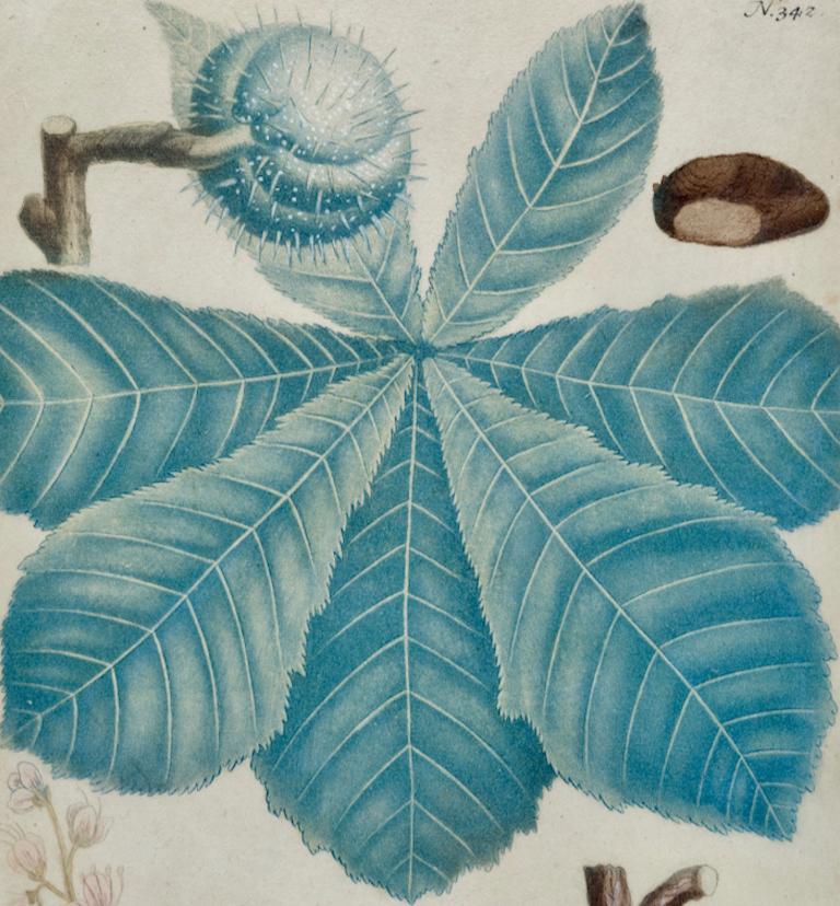 Jardinière de châtaignier en fleurs : gravure botanique colorée à la main du 18e siècle par Weinmann - Naturalisme Print par Johann Wilhelm Weinmann