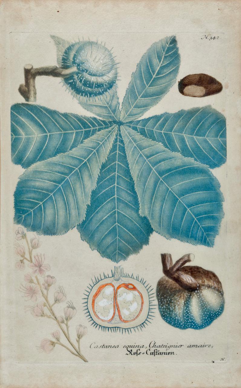 Landscape Print Johann Wilhelm Weinmann - Jardinière de châtaignier en fleurs : gravure botanique colorée à la main du 18e siècle par Weinmann