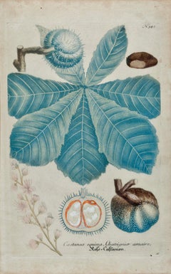 Flowering Chestnut Plant: 18th C. Hand-colored Botanical Engraving by Weinmann