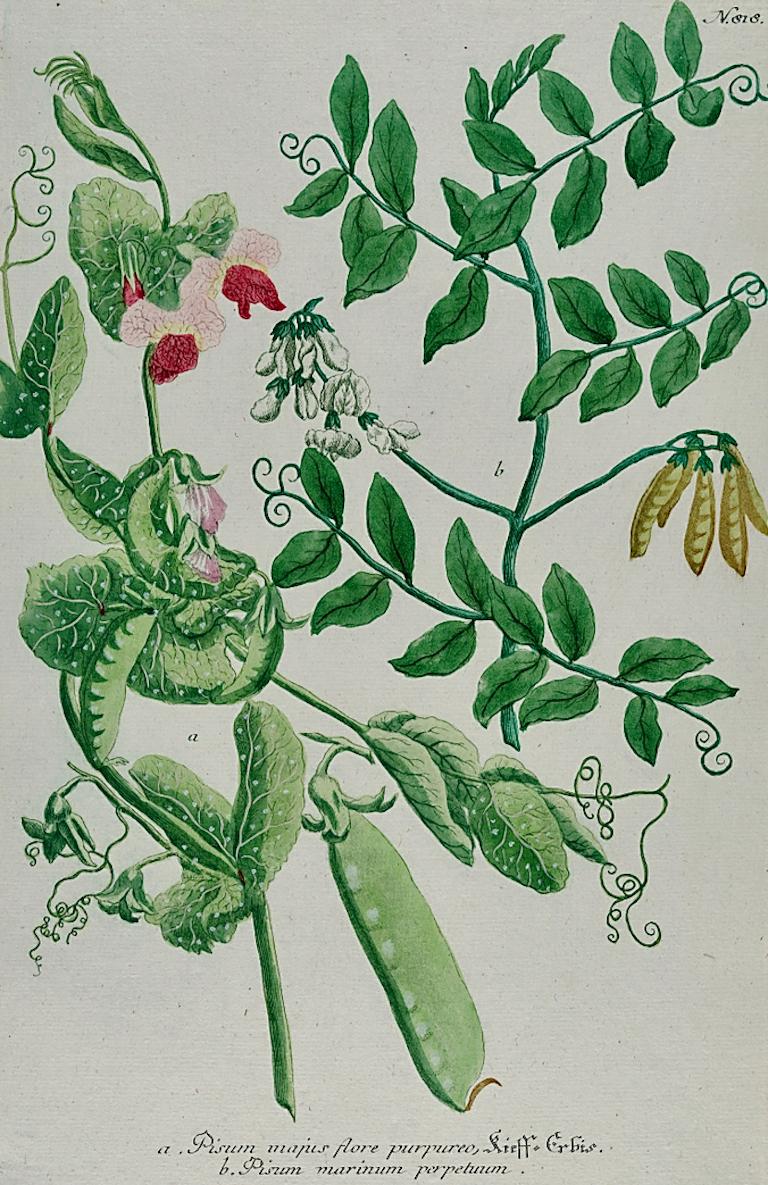 Pois de jardin à fleurs : Gravure botanique colorée à la main par Weinmann au 18e C. - Print de Johann Wilhelm Weinmann