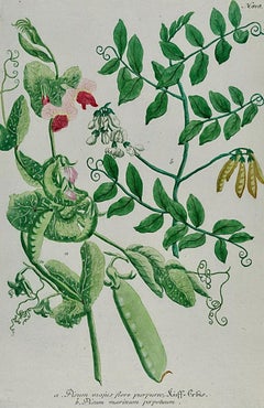 Blumen blühende Gartenpflanze Pflanzgefäße: 18. Jahrhundert, handkolorierte botanische Gravur von Weinmann