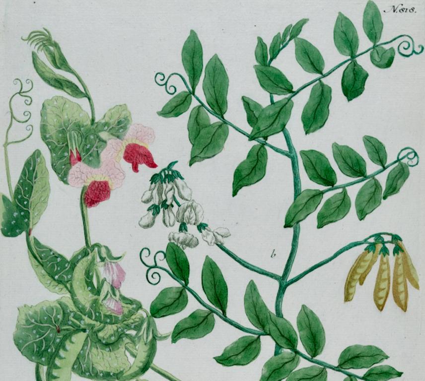 Pois de jardin à fleurs : Gravure botanique colorée à la main par Weinmann au 18e C. - Naturalisme Print par Johann Wilhelm Weinmann